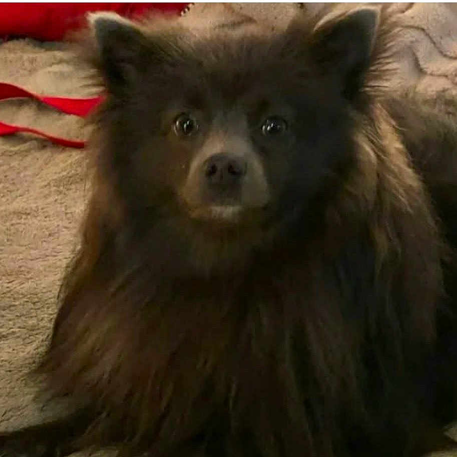 Nookie Armes joined the competition — help win amazing prizes! animal, brown, canine, carpet, closeup, companion, cute, dog, domestic, ears, eyes, face, fluffy, fur, furry, indoor, leash, pet, portrait, sitting