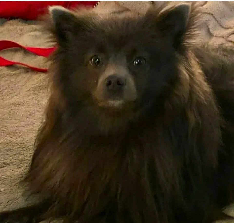 Nookie Armes joined the competition — help win amazing prizes! dog, brown, fluffy, pet, indoor, carpet, leash, animal, cute, fur, ears, face, eyes, portrait, sitting, domestic, companion, furry, closeup, canine