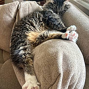 Mr Purrfect is registered to the contest to win money with this photo: cat, tabby_cat, sleeping, feline, paw, pink_paw_pads, couch, beige_couch, armrest, indoor, houseplant, window, relaxing, cozy, fur, whiskers, pet, domestic_animal, resting, soft