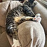 cat, tabby_cat, sleeping, feline, paw, pink_paw_pads, couch, beige_couch, armrest, indoor, houseplant, window, relaxing, cozy, fur, whiskers, pet, domestic_animal, resting, soft