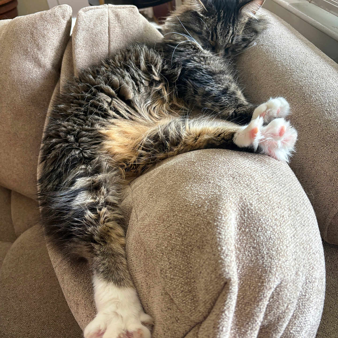Mr Purrfect is registered to the contest to win money with this photo: cat, tabby_cat, sleeping, feline, paw, pink_paw_pads, couch, beige_couch, armrest, indoor, houseplant, window, relaxing, cozy, fur, whiskers, pet, domestic_animal, resting, soft