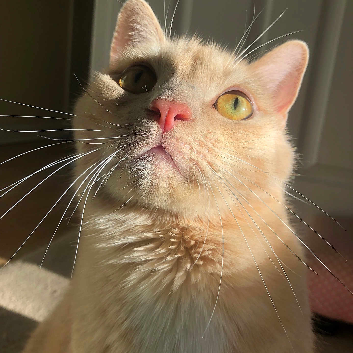 Theo joined the competition — help win amazing prizes! animal, cat, close_up, cream_colored, curious, cute, domestic_cat, ears, face, feline, fur, indoor, looking_up, nose, pet, portrait, soft_light, sunlight, whiskers, yellow_eyes