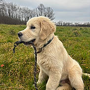 Roméo a rejoint le concours — aidez-le/la à gagner de superbes lots ! golden_retriever, puppy, dog, leash, grass, field, outdoor, nature, pet, canine, young_dog, collar, fur, mammal, animal, sitting, profile, cute, playful, waiting