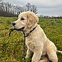 golden_retriever, puppy, dog, leash, grass, field, outdoor, nature, pet, canine, young_dog, collar, fur, mammal, animal, sitting, profile, cute, playful, waiting