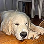 dog, puppy, golden_retriever, sleeping, indoor, wooden_floor, close_up, pet, animal, cute, fur, paw, nose, relaxed, resting, household, chair, calm, cozy, adorable