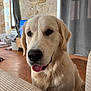 Roméo a rejoint le concours — aidez-le/la à gagner de superbes lots ! golden_retriever, dog, puppy, indoor, curious, tongue_out, stone_wall, clock, wooden_floor, curtains, furniture, home_interior, pet, canine, close_up, domestic, cute, animal, companion, portrait