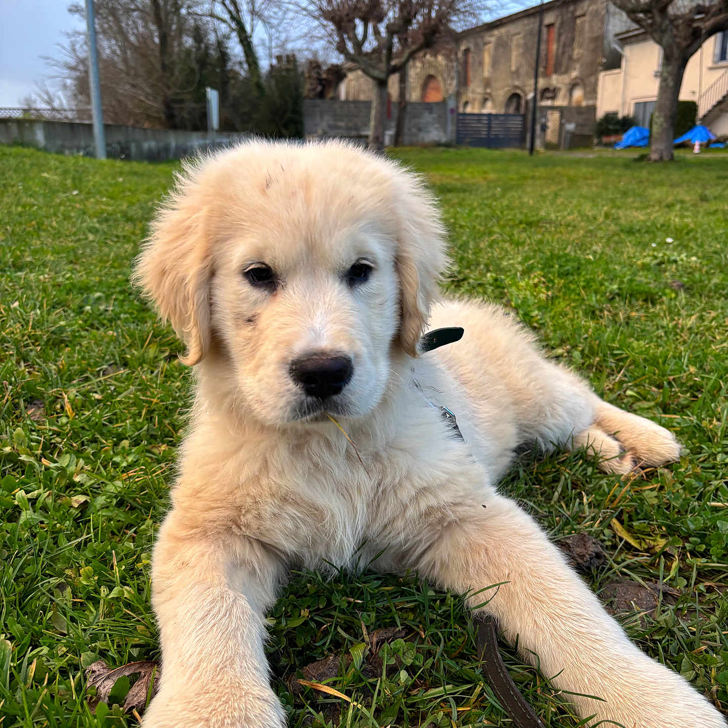 Roméo participe au concours pour gagner de l'argent avec cette photo : animal, building, canine, collar, cute, daylight, dog, fur, golden_retriever, grass, grass_blade, greenery, lawn, leafless_trees, nature, outdoor, pet, puppy, resting, young_dog