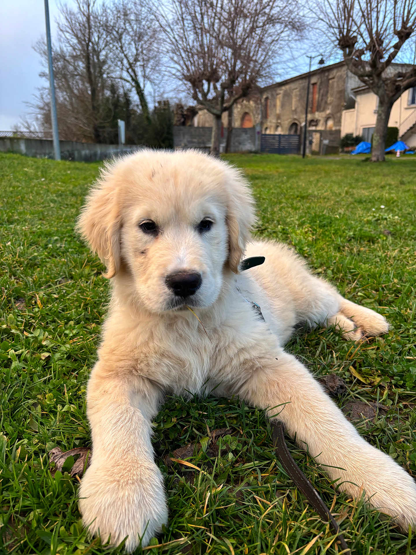 Roméo participe au concours pour gagner de l'argent avec cette photo : puppy, golden_retriever, dog, grass, outdoor, lawn, greenery, grass_blade, fur, pet, young_dog, animal, nature, resting, cute, canine, leafless_trees, building, daylight, collar