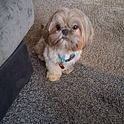 Teddy joined the competition — help win amazing prizes! animal, beige, brown, carpet, collar, companion, curious, cute, cute_pet, dog, domestic, floor, fluffy, furniture, home, indoor, looking, pet, sitting, small_dog