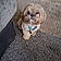 Teddy