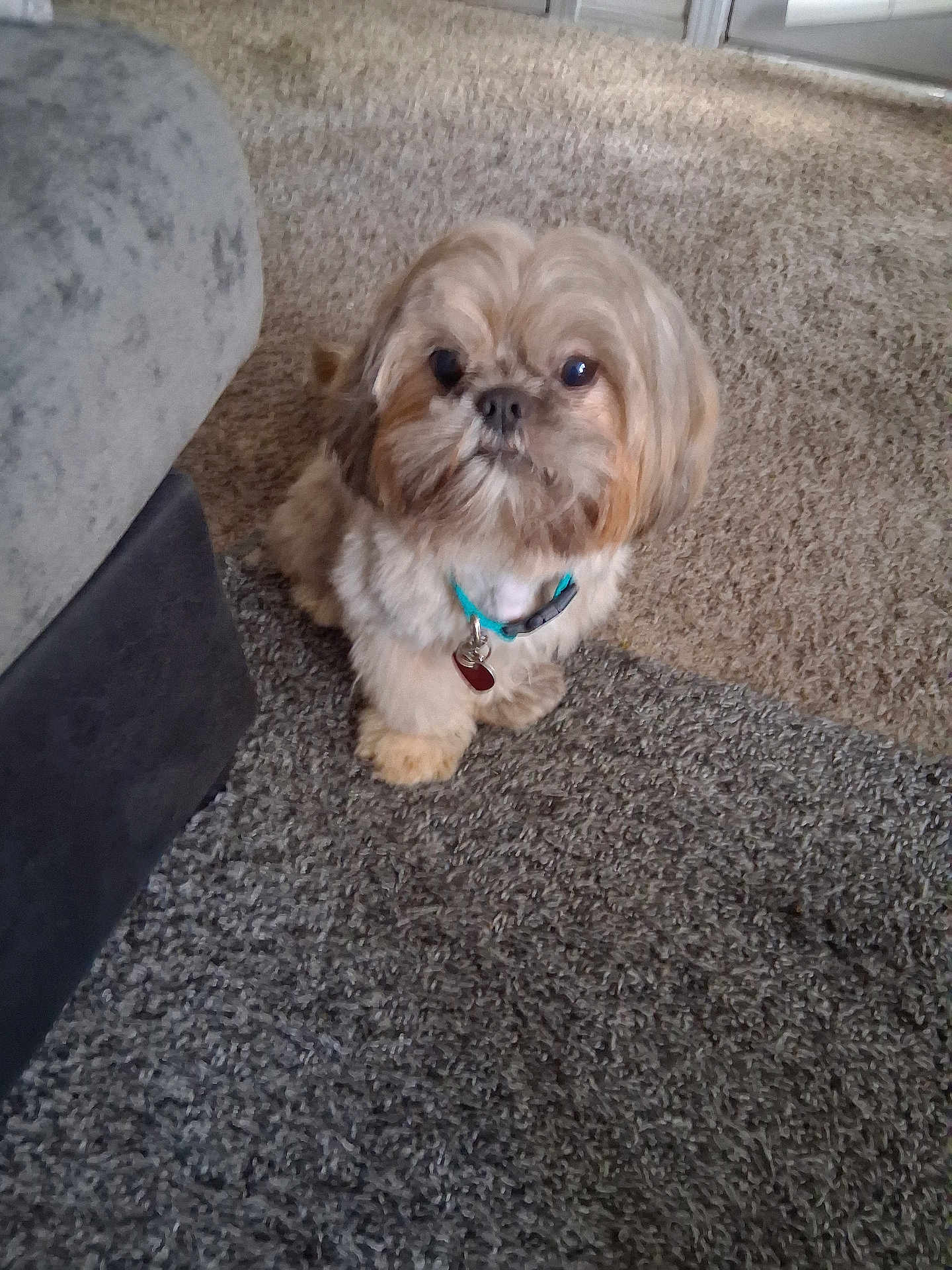 Teddy