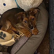 Oakley is registered to the contest to win money with this photo: puppy, dog_bed, blanket, toy, plush_toy, brown_dog, pet, indoor, resting, cute, small_dog, fur, animal, cozy, comfort, carpet, paw, sleepy, young_dog, domestic_animal