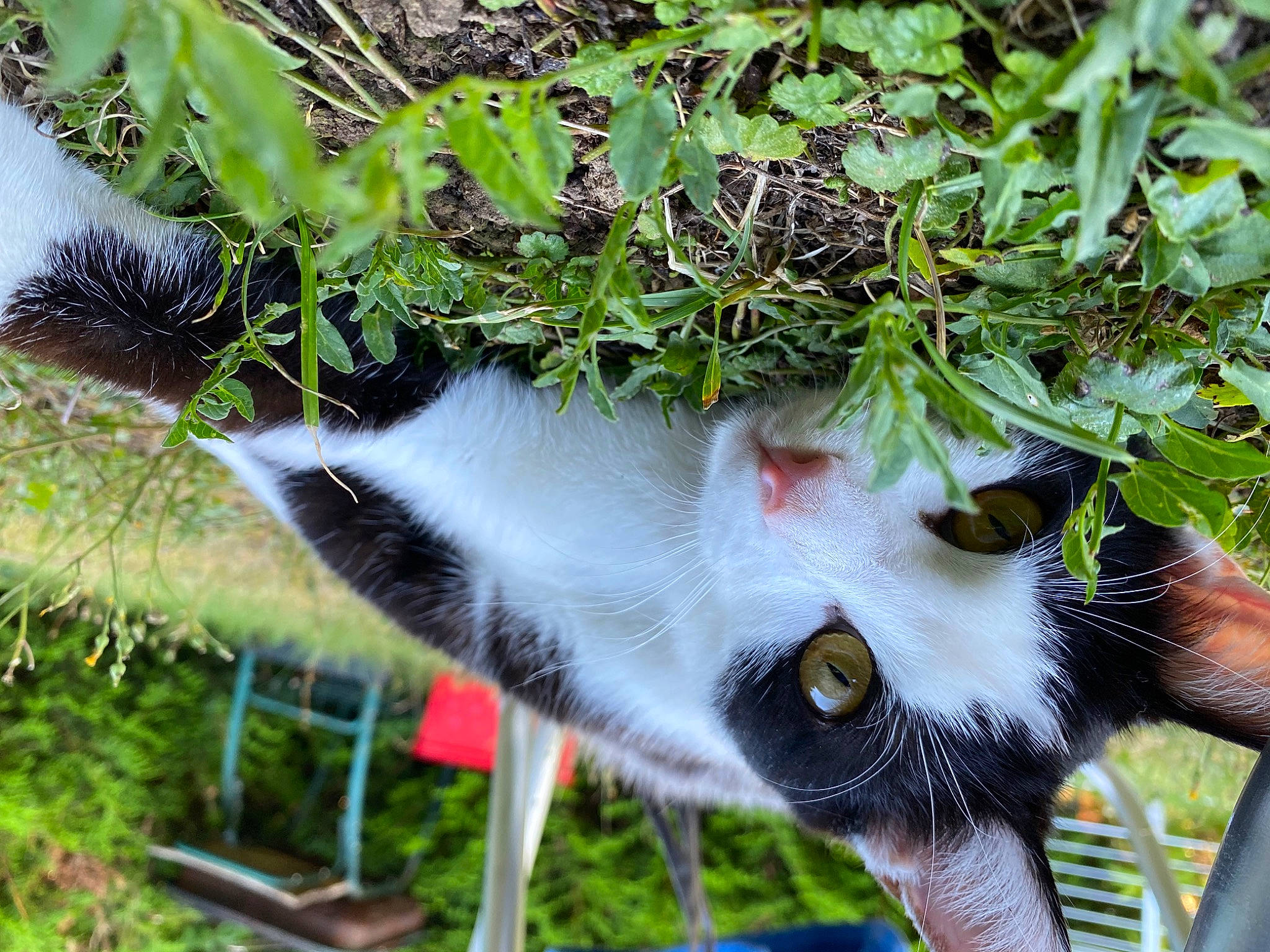 Mina a rejoint le concours — aidez-le/la à gagner de superbes lots ! canidae, carnivore, cat, felidae, fur, grass, grass_family, nose, plant, small_to_medium_sized_cats, snout, tail, tree, whiskers