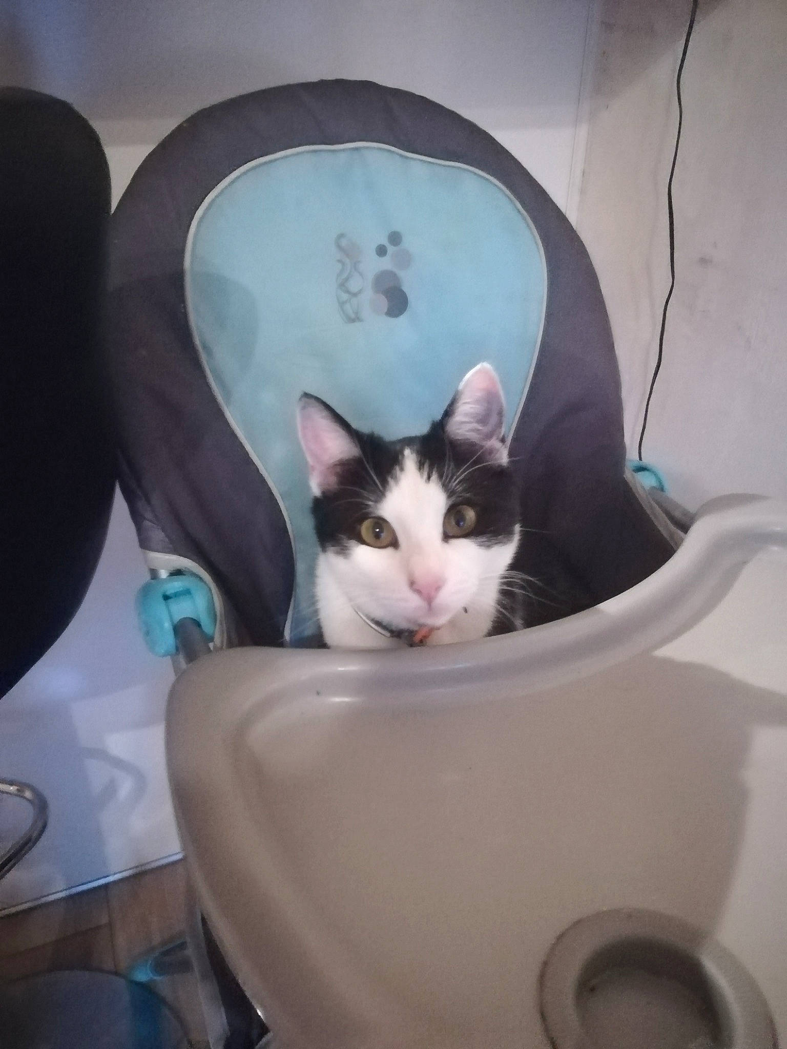 Mina participe au concours pour gagner de l'argent avec cette photo : carnivore, cat, domestic_short_haired_cat, european_shorthair, felidae, kitten, plumbing_fixture, sink, small_to_medium_sized_cats, tail, toilet_seat, whiskers