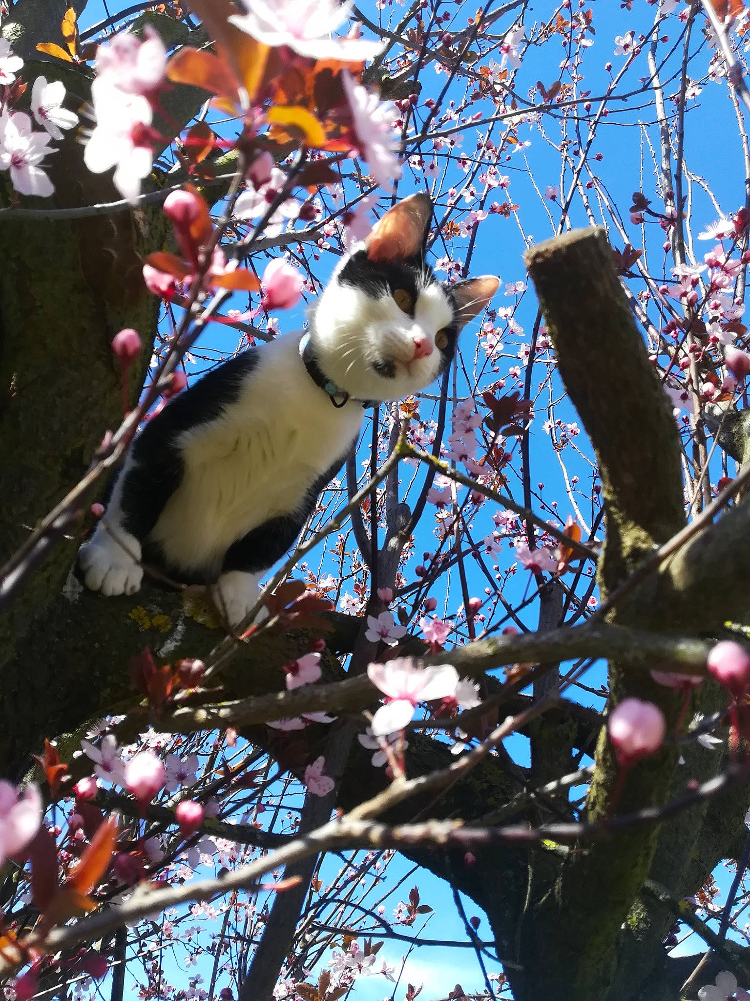 Mina participe au concours pour gagner de l'argent avec cette photo : bird, blossom, branch, fawn, flower, perching_bird, plant, spring, tree, twig, waxwing, wildlife