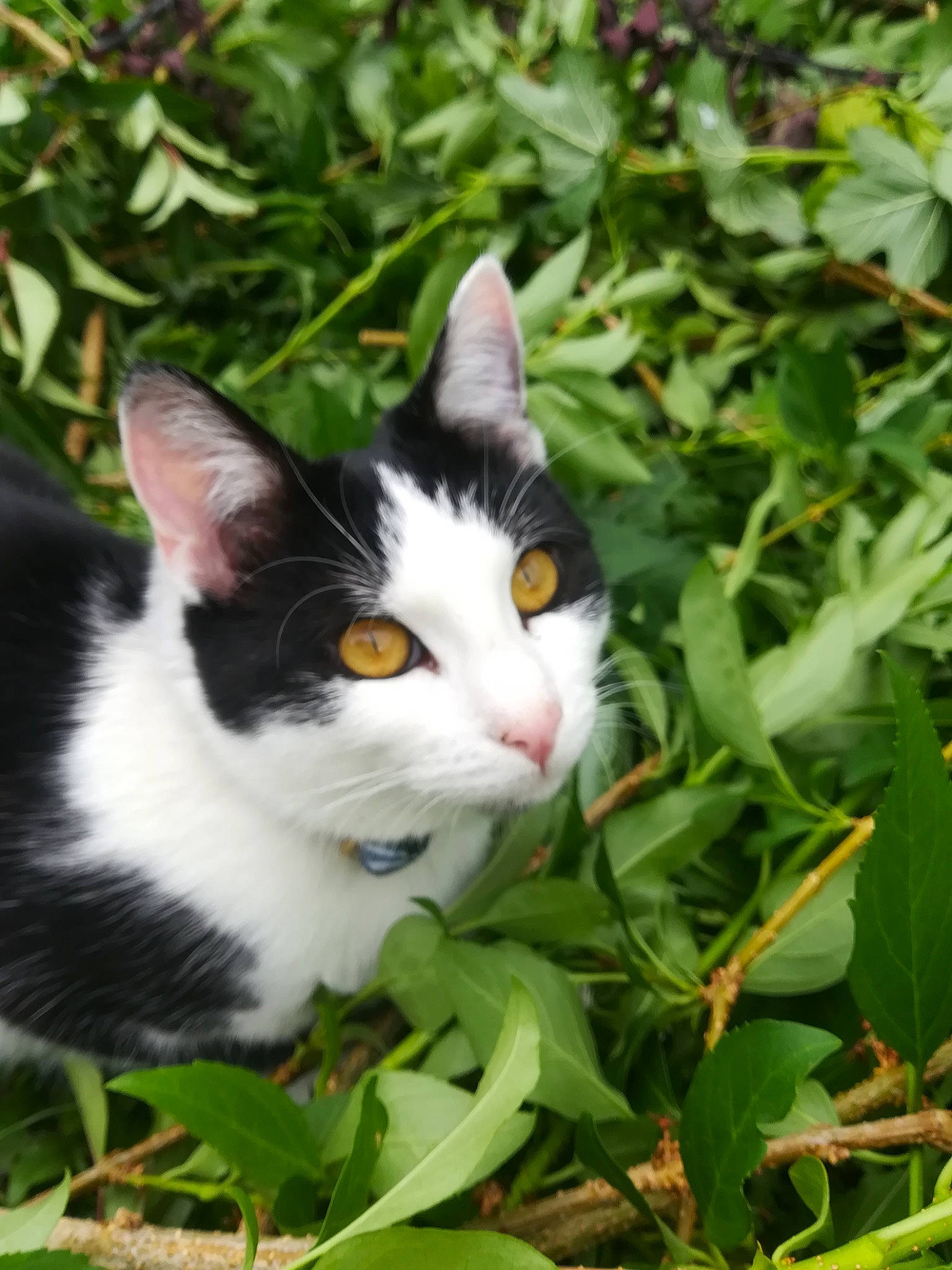 Mina participe au concours pour gagner de l'argent avec cette photo : aegean_cat, american_wirehair, carnivore, cat, domestic_short_haired_cat, european_shorthair, felidae, flower, grass, japanese_bobtail, plant, small_to_medium_sized_cats, whiskers