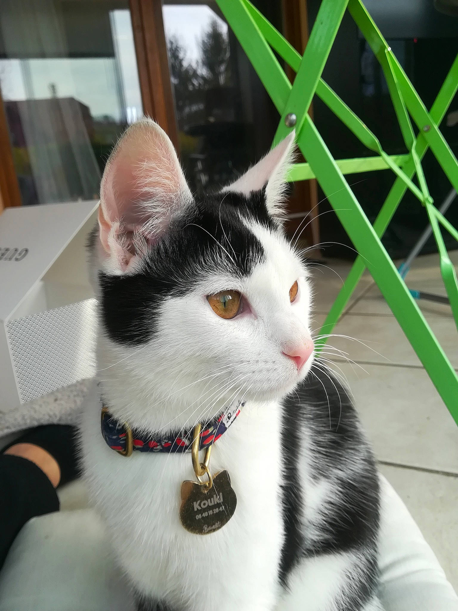 Kouki a rejoint le concours — aidez-le/la à gagner de superbes lots ! aegean_cat, american_shorthair, american_wirehair, black_and_white, carnivore, cat, domestic_short_haired_cat, ear, european_shorthair, eye, fashion_accessory, felidae, fur, japanese_bobtail, kitten, plant, small_to_medium_sized_cats, snout, whiskers