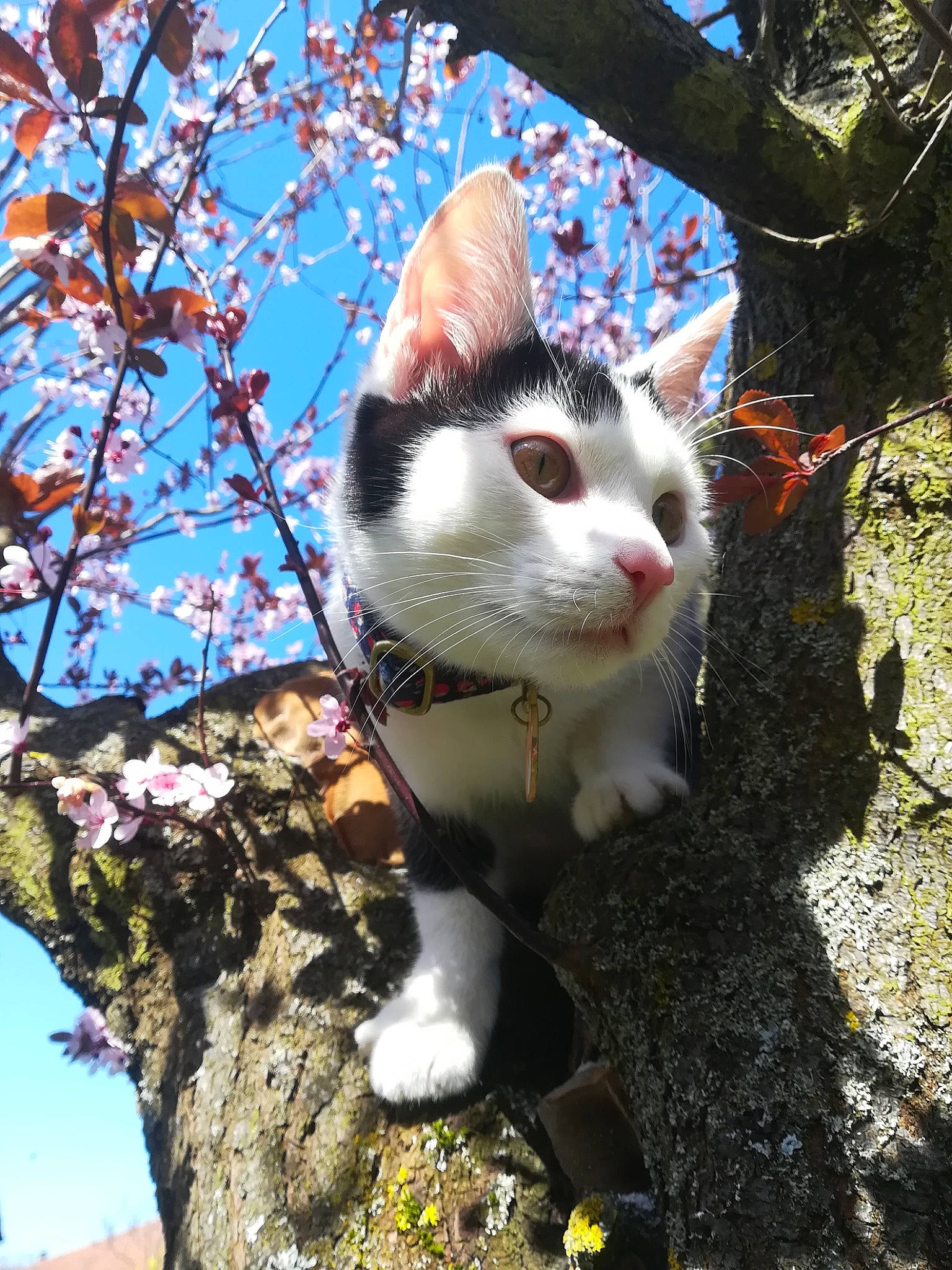Kouki a rejoint le concours — aidez-le/la à gagner de superbes lots ! aegean_cat, american_wirehair, branch, carnivore, cat, domestic_short_haired_cat, european_shorthair, felidae, flower, kitten, leaf, plant, small_to_medium_sized_cats, snout, spring, tree, turkish_van, whiskers, woody_plant