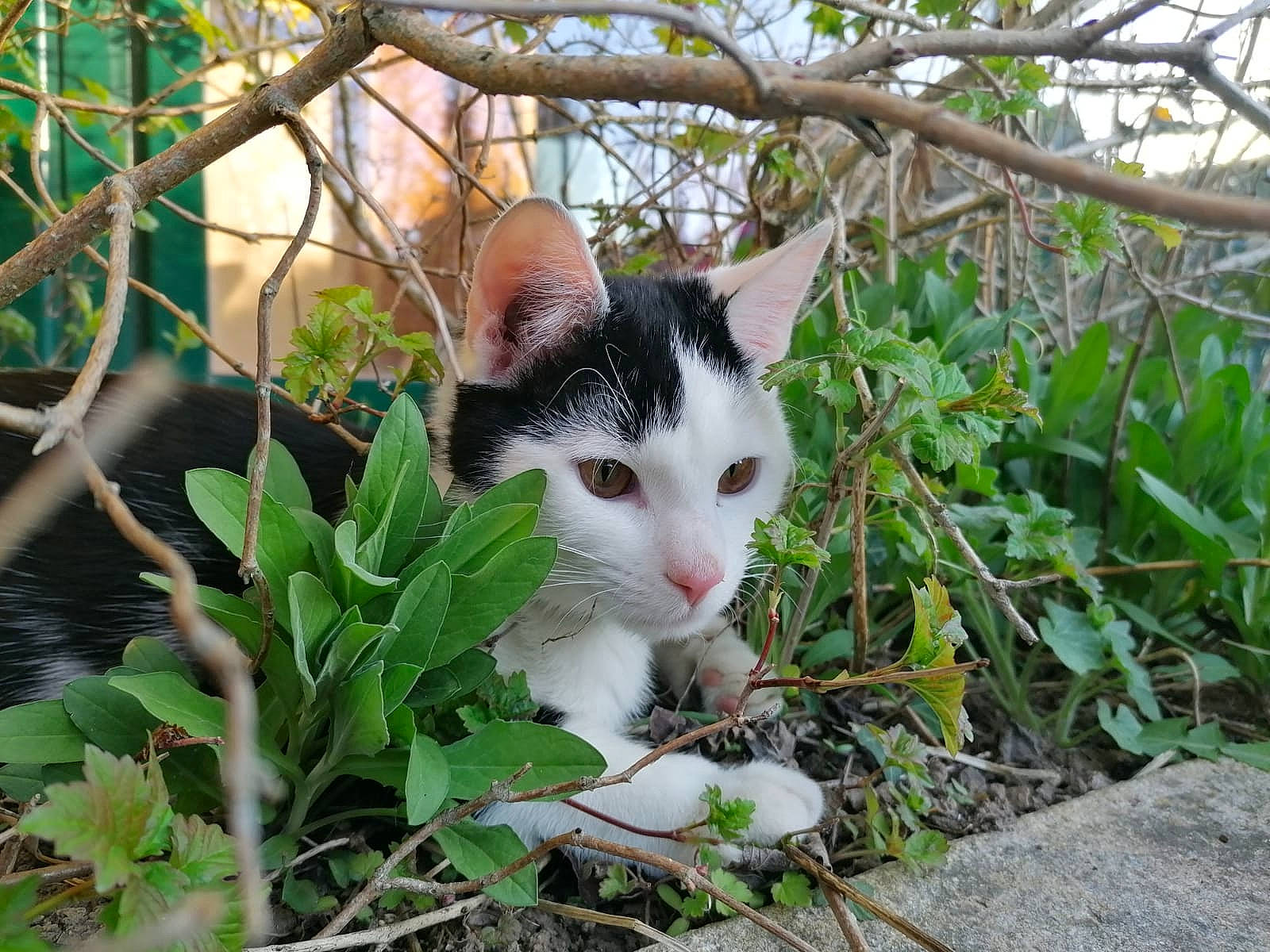 Kouki participe au concours pour gagner de l'argent avec cette photo : aegean_cat, american_wirehair, carnivore, cat, domestic_short_haired_cat, european_shorthair, eye, felidae, german_rex, grass, kitten, plant, polydactyl_cat, small_to_medium_sized_cats, tree, turkish_van, whiskers