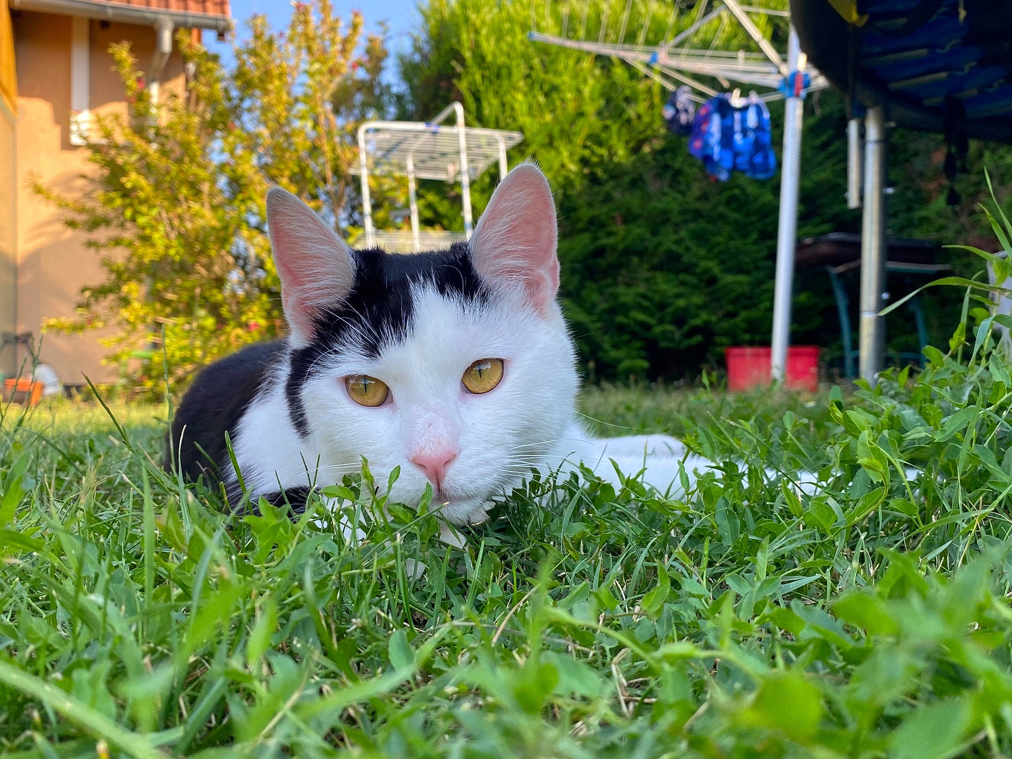Kouki a rejoint le concours — aidez-le/la à gagner de superbes lots ! aegean_cat, american_wirehair, carnivore, cat, domestic_short_haired_cat, european_shorthair, eye, felidae, grass, grass_family, kitten, lawn, plant, small_to_medium_sized_cats, snout, turkish_van, whiskers