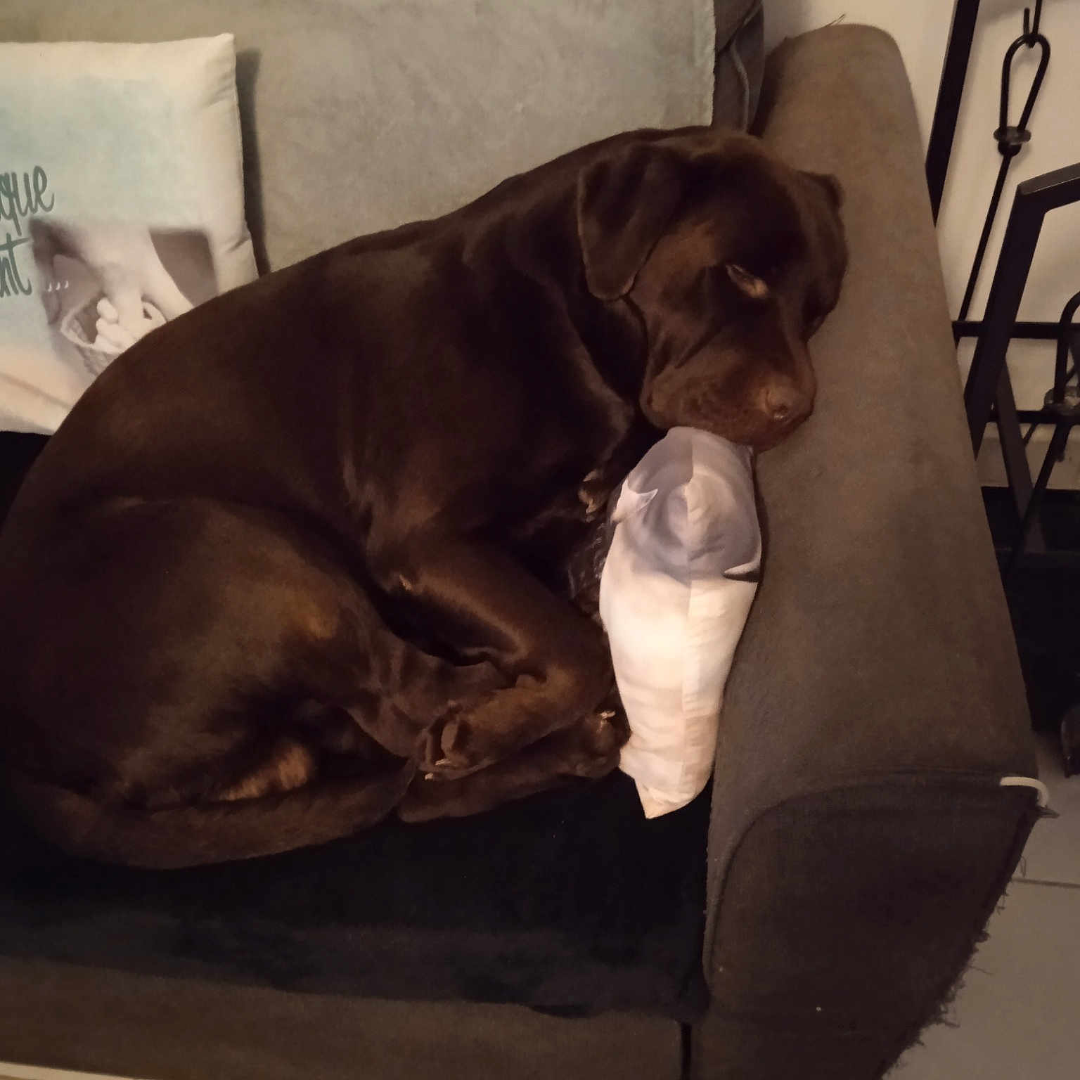 Rayan a rejoint le concours — aidez-le/la à gagner de superbes lots ! canidae, carnivore, chair, comfort, companion_dog, dog, dog_breed, fawn, furniture, guard_dog, hardwood, liver, mammal, pet_supply, snout, sporting_group, table, tail, whiskers, working_animal