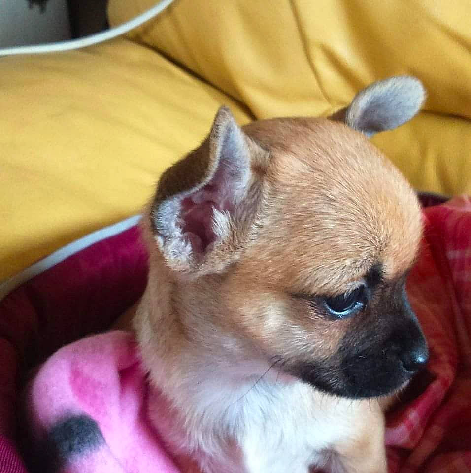 Moly a rejoint le concours — aidez-le/la à gagner de superbes lots ! canidae, carnivore, collar, companion_dog, corgi_chihuahua, dog, dog_breed, dog_supply, ear, fawn, fur, head, non_sporting_group, serveware, snout, sporting_group, terrestrial_animal, toy_dog, whiskers, working_animal