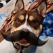 Kratos is registered to the contest to win money with this photo: dog, blanket, bed, fur, ears, collar, pet, indoor, animal, cute, brown, white, mustache, funny, portrait, resting, cozy, texture, closeup, face