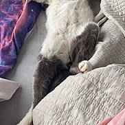 Tom joined the competition — help win amazing prizes! cat, sleeping, bed, pillow, quilt, white, gray, fluffy, relaxed, indoor, pet, animal, paw, snack_bag, cozy, feline, resting, cute, soft, domestic