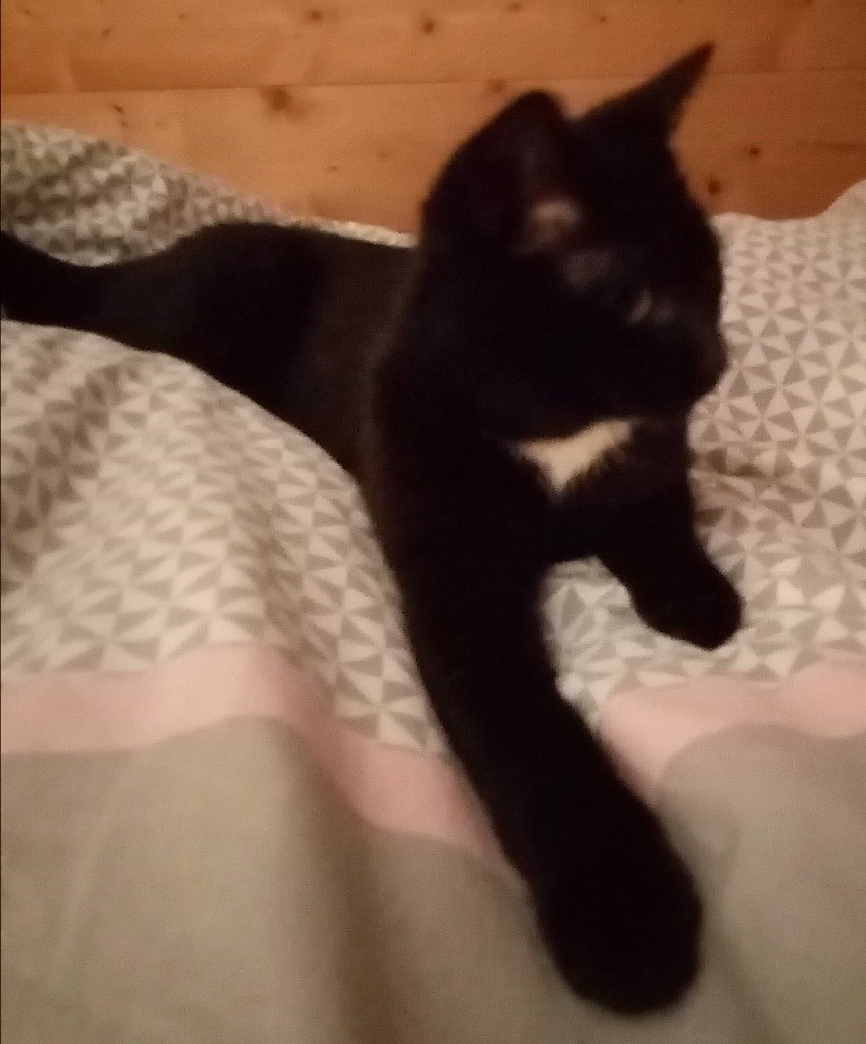 Cachou participe au concours pour gagner de l'argent avec cette photo : black_cat, bombay, british_shorthair, burmese, carnivore, cat, domestic_short_haired_cat, felidae, kitten, paw, polydactyl_cat, small_to_medium_sized_cats, tail, whiskers