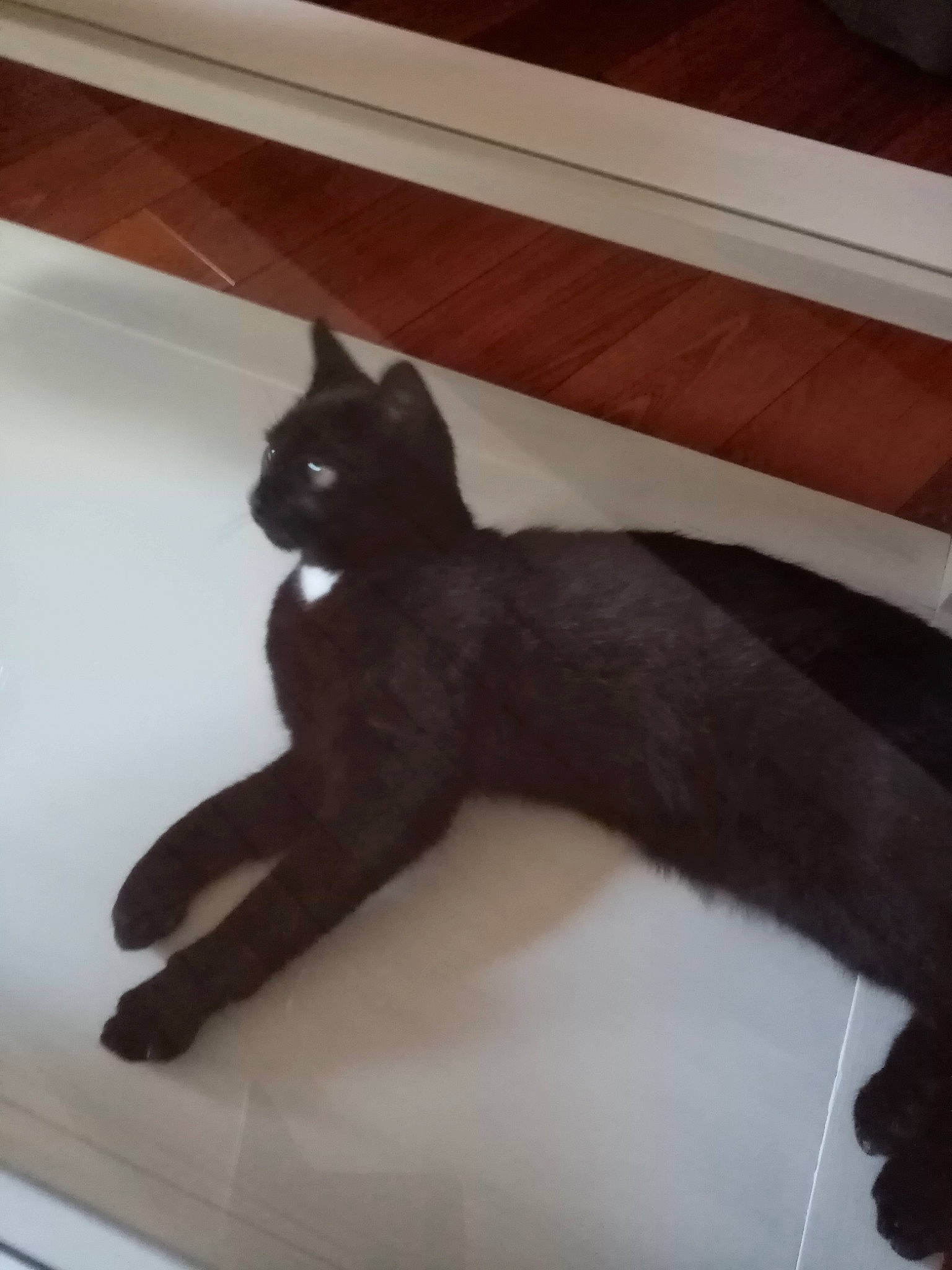 Cachou a rejoint le concours — aidez-le/la à gagner de superbes lots ! black_cat, bombay, carnivore, cat, domestic_short_haired_cat, felidae, small_to_medium_sized_cats, stairs, table, tail, whiskers