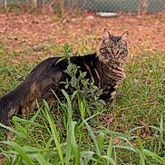 Giuseppe joined the competition — help win amazing prizes! cat, tabby_cat, grass, plants, outdoor, nature, animal, feline, fur, green, leaf, alert, pet, mammal, backyard, wildlife, whiskers, tail, eyes, brown