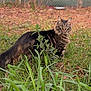 cat, tabby_cat, grass, plants, outdoor, nature, animal, feline, fur, green, leaf, alert, pet, mammal, backyard, wildlife, whiskers, tail, eyes, brown
