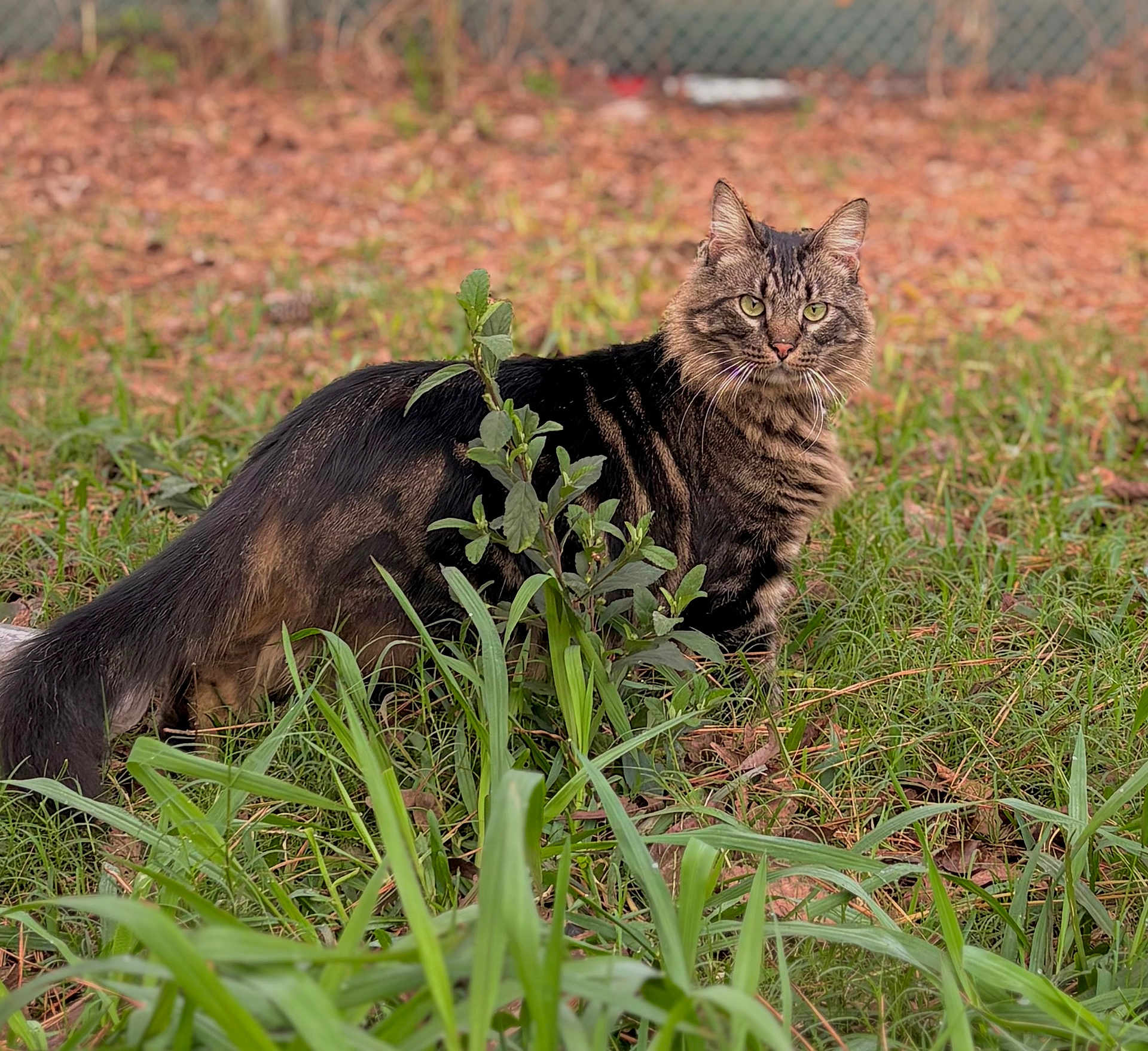 Giuseppe joined the competition — help win amazing prizes! cat, tabby_cat, grass, plants, outdoor, nature, animal, feline, fur, green, leaf, alert, pet, mammal, backyard, wildlife, whiskers, tail, eyes, brown