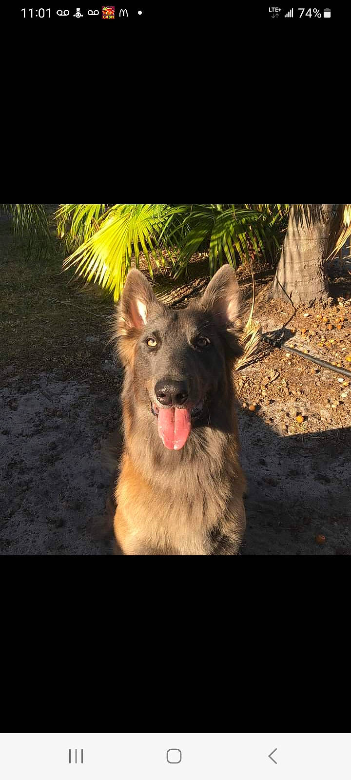 Ammo joined the competition — help win amazing prizes! carnivore, companion_dog, dog, dog_breed, east_european_shepherd, fang, fur, german_shepherd_dog, king_shepherd, paw, plant, snout, sporting_group, terrestrial_animal, tervuren, tints_and_shades, whiskers, working_animal, working_dog