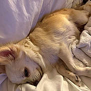 June participe au concours pour gagner de l'argent avec cette photo : dog, sleeping, bed, blanket, white, fur, cozy, resting, cute, pet, animal, indoor, soft, relaxed, small_dog, comfort, snuggling, fur_texture, closeup, peaceful
