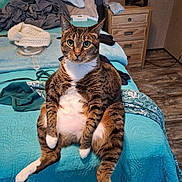 Abby Claire is registered to the contest to win money with this photo: cat, tabby, bed, bedspread, blue, quilt, white_paws, white_chest, sitting, relaxed, indoor, furniture, nightstand, fan, clothes, floor, wood_floor, ears_up, whiskers, cute