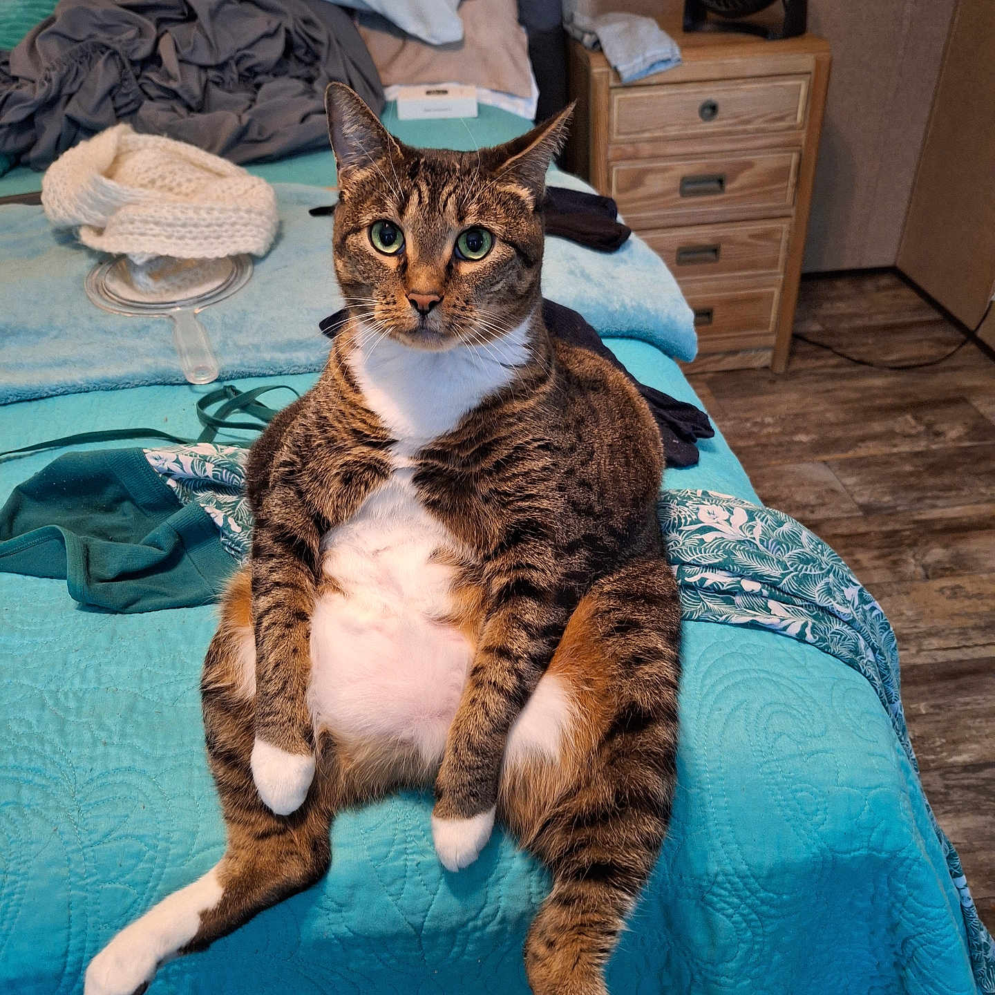 Abby Claire is registered to the contest to win money with this photo: bed, bedspread, blue, cat, clothes, cute, ears_up, fan, floor, furniture, indoor, nightstand, quilt, relaxed, sitting, tabby, whiskers, white_chest, white_paws, wood_floor