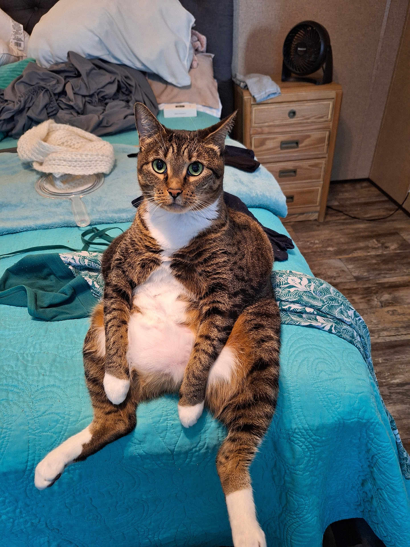Abby Claire is registered to the contest to win money with this photo: cat, tabby, bed, bedspread, blue, quilt, white_paws, white_chest, sitting, relaxed, indoor, furniture, nightstand, fan, clothes, floor, wood_floor, ears_up, whiskers, cute