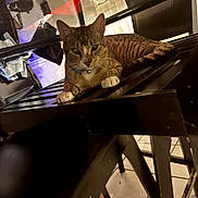 Milo is registered to the contest to win money with this photo: cat, tabby_cat, indoor, chair, wooden_chair, floor_tiles, pet, feline, relaxed, paws, looking_at_camera, domestic_animal, household, table, reflection, collar, bell, fur, whiskers, ears