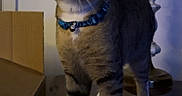Milo is registered to the contest to win money with this photo: alert, animal, black_stripes, brown, cat, collar, curious, domestic, ears, feline, furniture, household, indoor, lamp, pet, tabby, tail, whiskers, white_paws, wooden_surface
