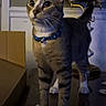 Milo is registered to the contest to win money with this photo: cat, tabby, indoor, feline, collar, white_paws, lamp, wooden_surface, curious, alert, pet, domestic, animal, brown, black_stripes, whiskers, ears, tail, household, furniture