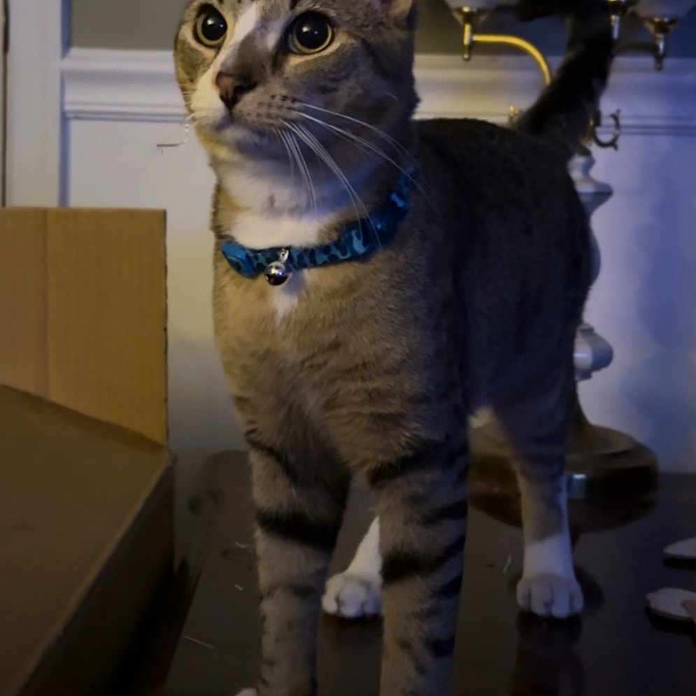 Milo is registered to the contest to win money with this photo: cat, tabby, indoor, feline, collar, white_paws, lamp, wooden_surface, curious, alert, pet, domestic, animal, brown, black_stripes, whiskers, ears, tail, household, furniture