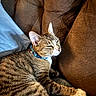 animal, brown, cat, collar, comfort, couch, cozy, ears, feline, fur, home, indoor, nap, paw, pet, relaxed, resting, sleeping, tabby, whiskers