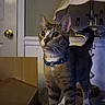 Milo joined the competition — help win amazing prizes! cat, tabby_cat, indoor, lamp, cardboard_box, wooden_surface, collar, door, furniture, pet, animal, curious, standing, whiskers, ears, tail, household, domestic, mammal, room