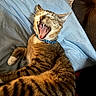 Milo is registered to the contest to win money with this photo: animal, cat, collar, couch, cute, feline, fur, indoor, mouth_open, paw, pet, pillow, relaxed, resting, striped, tabby, teeth, tongue, whiskers, yawning