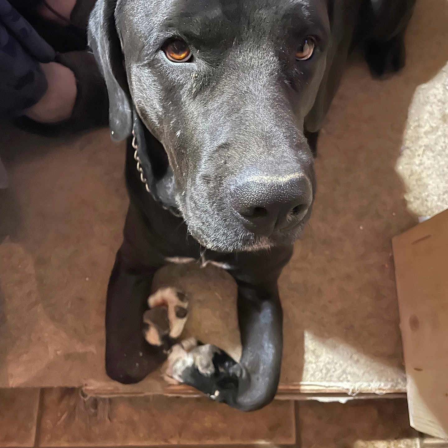 Coco