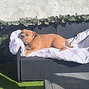 Scott a rejoint le concours — aidez-le/la à gagner de superbes lots ! artificial_grass, backyard, brown_dog, canine, collar, comfort, daylight, dog, furniture, greenery, outdoor, pet, relaxed, resting, shadow, sofa, summer, sunlight, vines, white_blanket