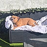 artificial_grass, backyard, brown_dog, canine, collar, comfort, daylight, dog, furniture, greenery, outdoor, pet, relaxed, resting, shadow, sofa, summer, sunlight, vines, white_blanket