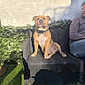 Scott participe au concours pour gagner de l'argent avec cette photo : animal, casual_clothing, collar, companion, couch, dog, fence, garden, greenery, leisure, man, outdoor, pet, portrait, relaxation, seating, shadow, summer, sunlight, wall