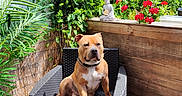 Scott participe au concours pour gagner de l'argent avec cette photo : animal, black_chair, buddha_statue, calm, chair, decor, dog, flowers, furniture, garden, greenery, nature, outdoor, pet, plants, relaxing, shadows, summer, sunlight, wooden_wall